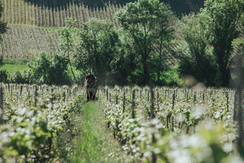 Le champagne devient bio-logique