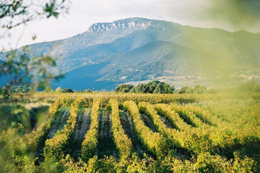 Bientôt 10 ans pour l’AOC Terrasses du Larzac!